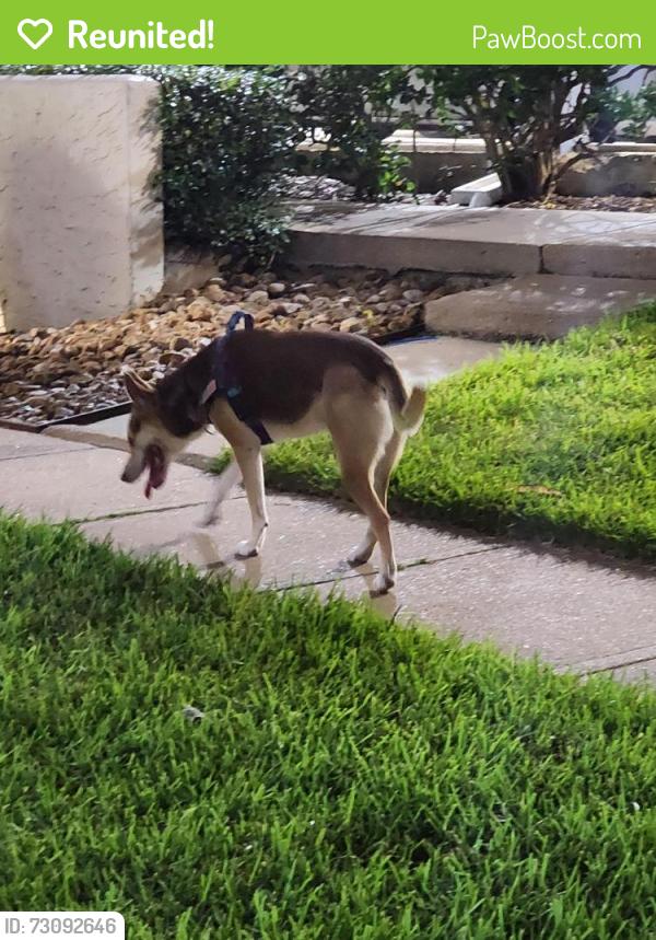 Reunited Female Dog last seen Between Kirby and 146, El Lago, TX 77586
