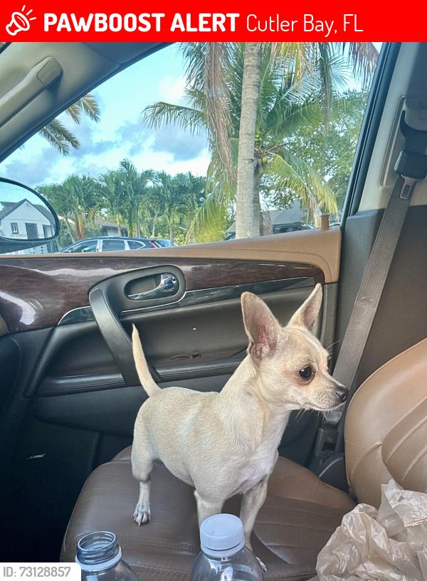 Lost Female Dog last seen Sw 203 terrace, Cutler Bay, FL 33189