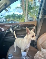 Lost Female Dog last seen Sw 203 terrace, Cutler Bay, FL 33189