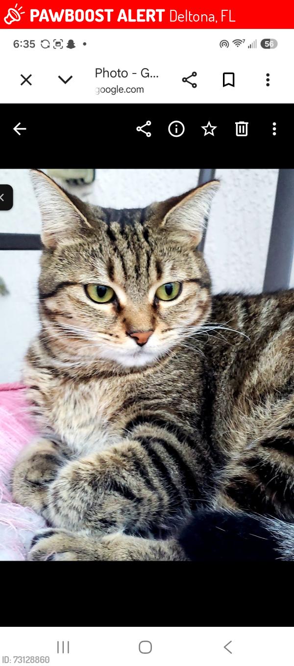 Lost Female Cat last seen Near ambassador ave, Deltona, FL 32725