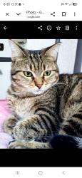 Lost Female Cat last seen Near ambassador ave, Deltona, FL 32725