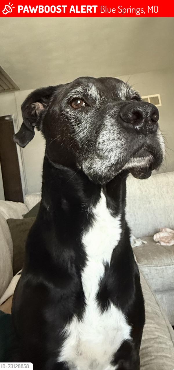 Lost Male Dog last seen Blue Springs Cemetery, Blue Springs, MO 64015