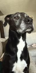 Lost Male Dog last seen Blue Springs Cemetery, Blue Springs, MO 64015