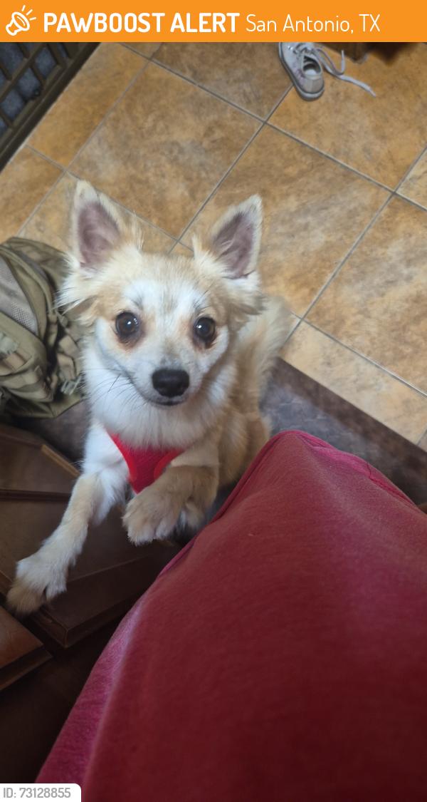Found/Stray Female Dog last seen Heb on Grissom, San Antonio, TX 78250