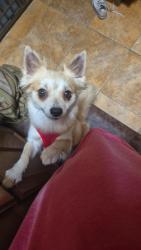 Found/Stray Female Dog last seen Heb on Grissom, San Antonio, TX 78250