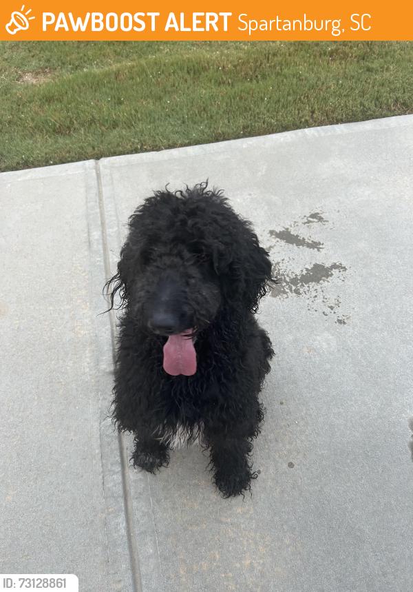 Found/Stray Unknown Dog last seen Cedar springs road, Spartanburg, SC 29302