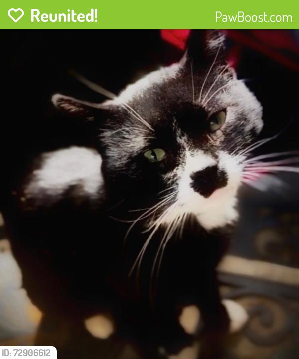 Reunited Male Cat last seen Hillcrest Dr SE, Washington, DC 20020