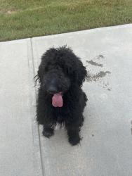 Found/Stray Unknown Dog last seen Cedar springs road, Spartanburg, SC 29302
