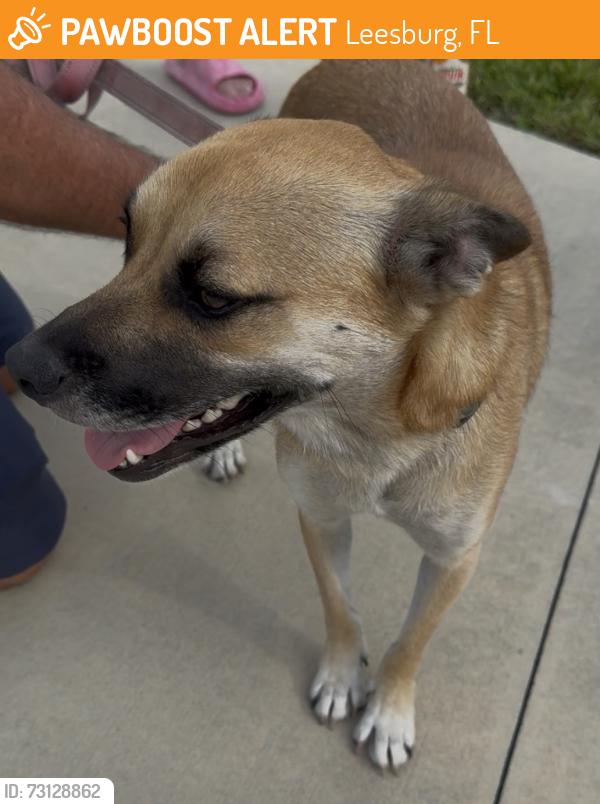 Found/Stray Female Dog last seen County road 470 leesburg fl, Leesburg, FL 34762