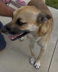 Found/Stray Female Dog last seen County road 470 leesburg fl, Leesburg, FL 34762