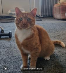 Reunited Male Cat last seen Totton Southampton, Totton, England 