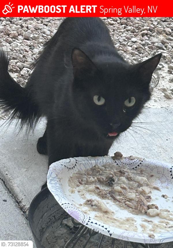Lost Female Cat last seen Harmon and Decatur, Spring Valley, NV 89103