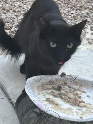 Lost Female Cat last seen Harmon and Decatur, Spring Valley, NV 89103