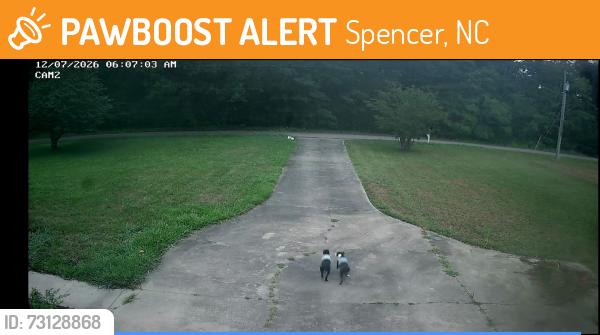 Found/Stray Unknown Dog last seen Whitehead rd, Spencer, NC 28159