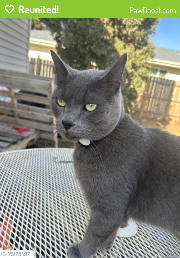 Reunited Male Cat last seen Near Central Park, Bismarck, ND 58501