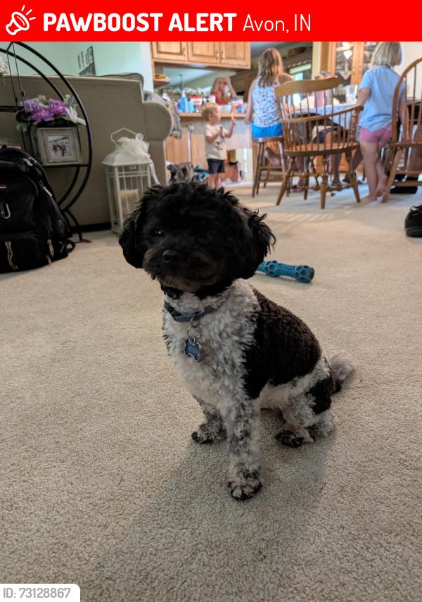 Lost Male Dog last seen Weeping Way Lane and Monterey Circle, Avon, IN 46123