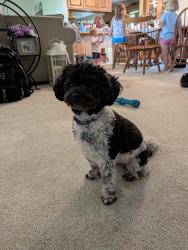 Lost Male Dog last seen Weeping Way Lane and Monterey Circle, Avon, IN 46123