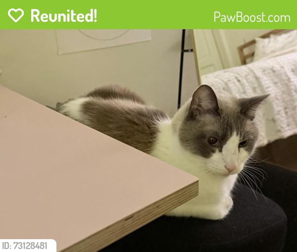 Reunited Male Cat last seen Kobbe and Hitchcock, San Francisco, CA 94129