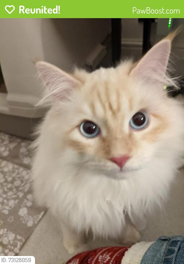 Reunited Male Cat last seen Near Belgrave Gardens, Greater London, England NW8 0QY