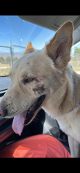 Reunited Male Dog last seen Vincent Ave and Rowland, West Covina, CA 91790