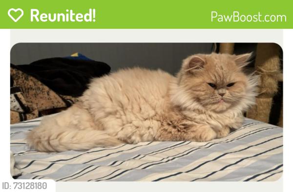 Reunited Female Cat last seen Capri Drive, Philadelphia, PA 19145
