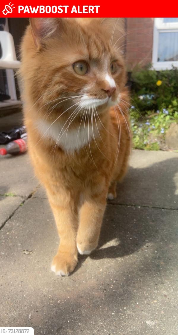Lost Male Cat last seen Baseford road, Nottingham, England 