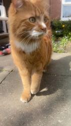 Lost Male Cat last seen Baseford road, Nottingham, England 