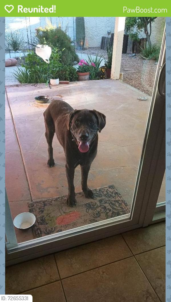 Reunited Male Dog last seen Guadalupe Rd. & McClintock Dr., Tempe, AZ 85283