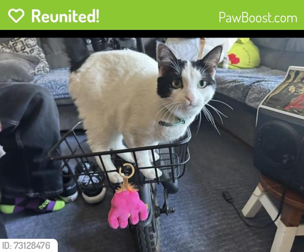 Reunited Female Cat last seen Imperial Hwy near taco bell, Norwalk, CA 90650