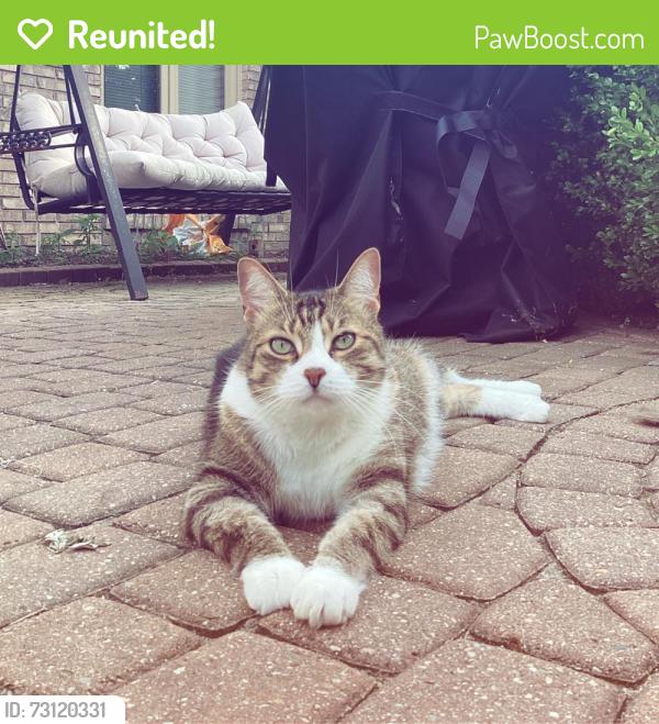 Reunited Male Cat last seen Hamlin and livernois rd, Rochester Hills, MI 48309
