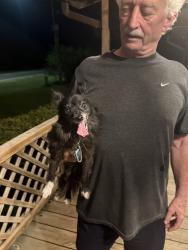 Found/Stray Female Dog last seen Hey 56, Bells, TX 75414