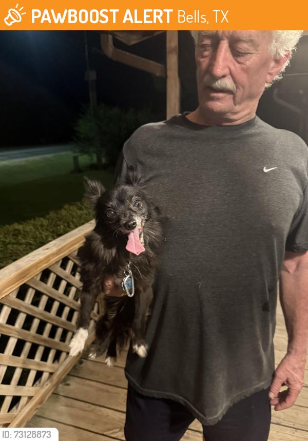 Found/Stray Female Dog last seen Hey 56, Bells, TX 75414