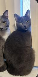 Lost Male Cat last seen 43rd and Missouri Glendale, Glendale, AZ 85301