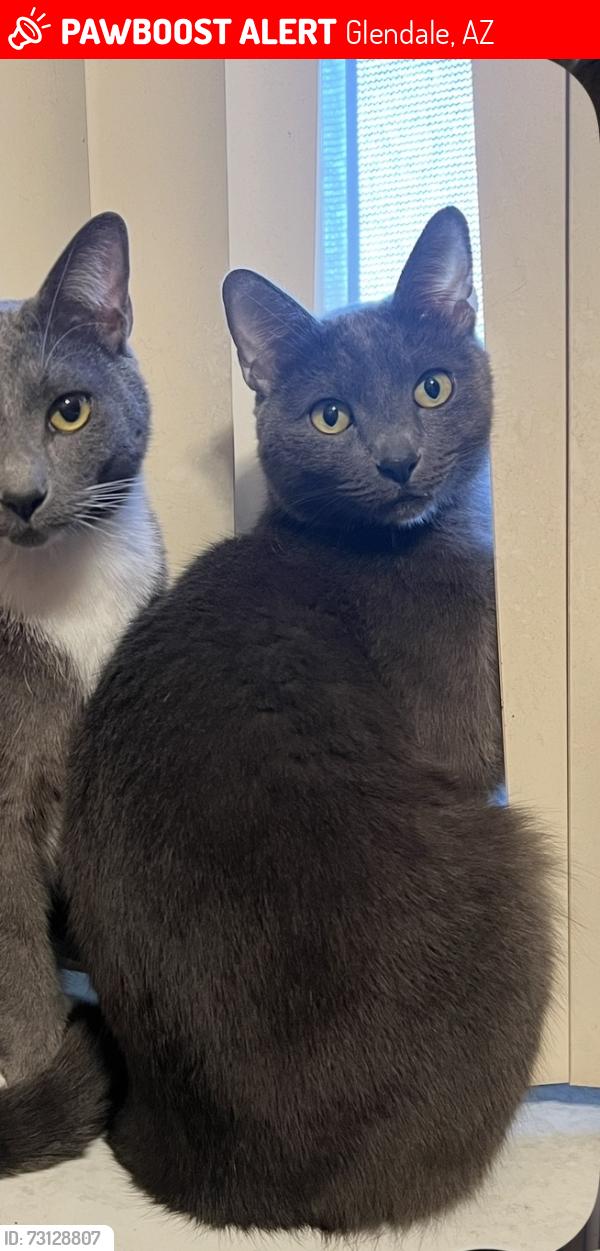 Lost Male Cat last seen 43rd and Missouri Glendale, Glendale, AZ 85301