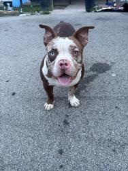 Lost Male Dog last seen Home, Hibbs, PA 15443