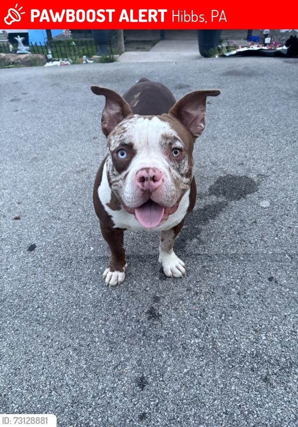 Lost Male Dog last seen Home, Hibbs, PA 15443