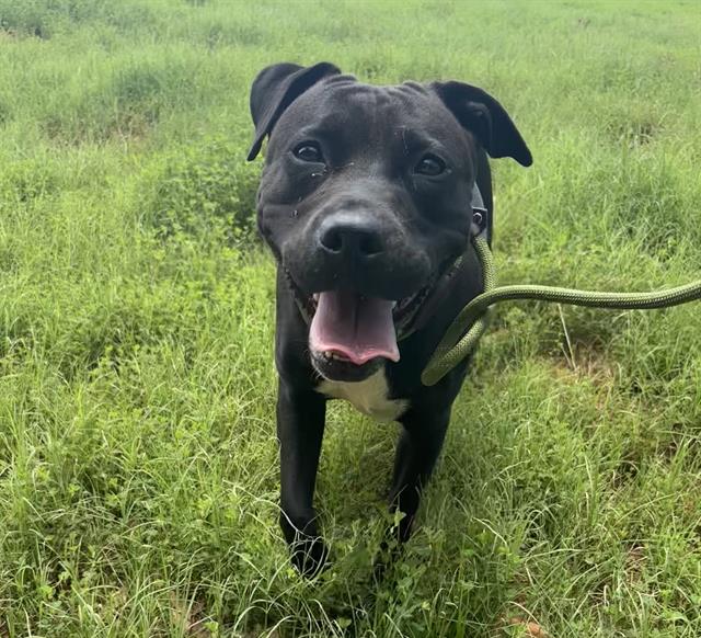 Shelter Stray Female Dog last seen CHARLOTTE, 8315 Byrum Dr, Charlotte, NC 28217, USA