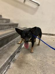 Shelter Stray Male Dog last seen Near BLOCK NW 66TH ST, 3599 NW 79th Ave, Doral, FL 33122, USA