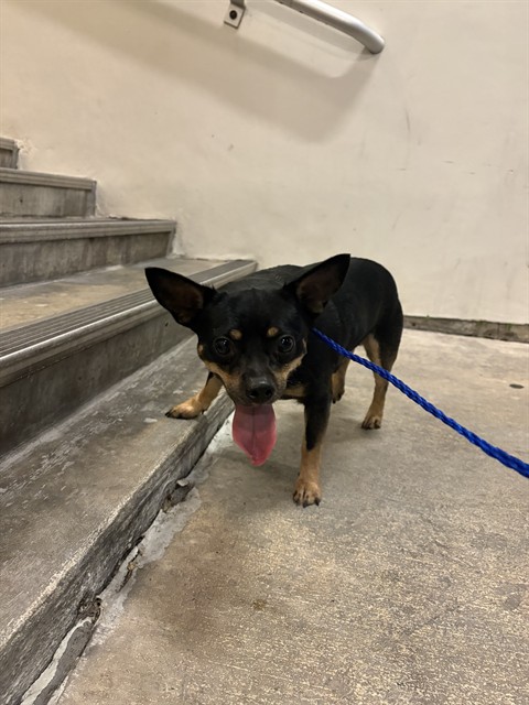 Shelter Stray Male Dog last seen Near BLOCK NW 66TH ST, 3599 NW 79th Ave, Doral, FL 33122, USA