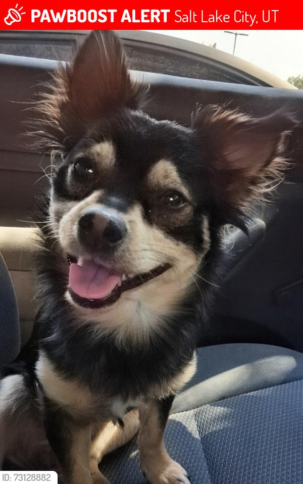 Lost Male Dog last seen Redwood road 10400 s, Salt Lake City, UT 84123