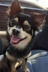 Lost Male Dog last seen Redwood road 10400 s, Salt Lake City, UT 84123