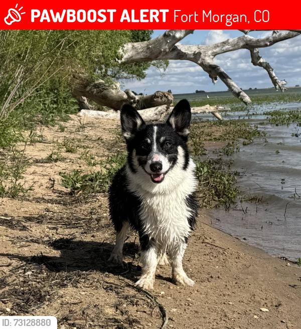 Lost Male Dog last seen Near Cargill, Fort Morgan, CO 80701