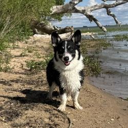 Lost Male Dog last seen Near Cargill, Fort Morgan, CO 80701