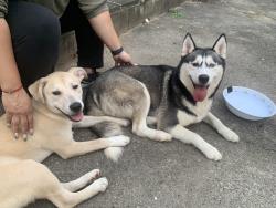 Found/Stray Female Dog last seen Hamilton NE and 12th Street NE, Washington, DC 20011