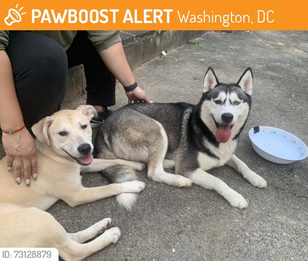 Found/Stray Female Dog last seen Hamilton NE and 12th Street NE, Washington, DC 20011