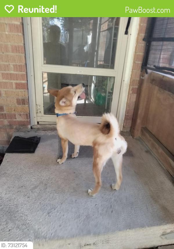 Reunited Female Dog last seen Pioneer Parkway, Arlington, TX 76018