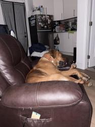 Reunited Male Dog last seen Michigan Av and Mill Slough Rd, Kissimmee, Kissimmee, FL 34744