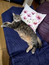 Reunited Male Cat last seen Rexdale and Martin Grove, Toronto, ON M9W 4R9