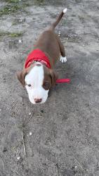 Found/Stray Male Dog last seen Ferrypas, Pensacola, FL 32514