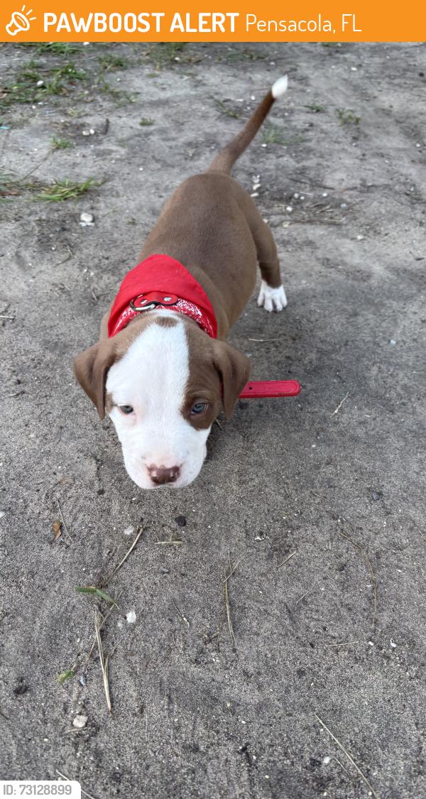 Found/Stray Male Dog last seen Ferrypas, Pensacola, FL 32514